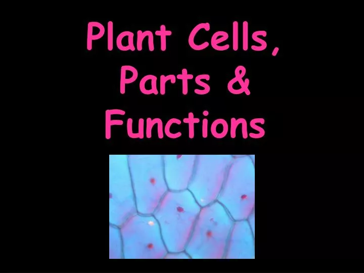 plant cells parts functions