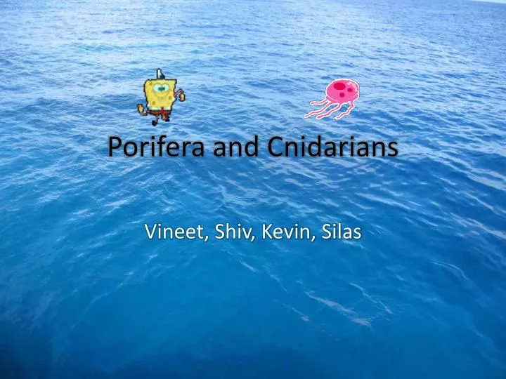 porifera and cnidarians