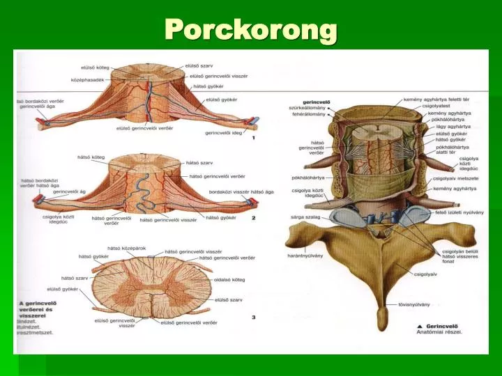 porckorong