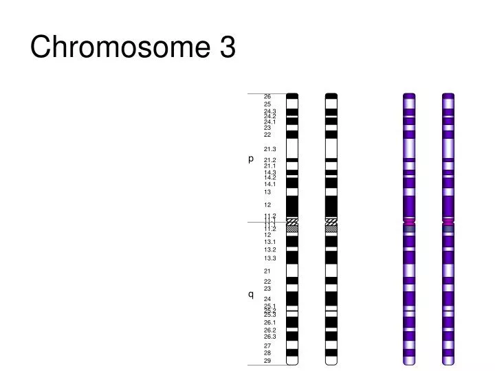 chromosome 3