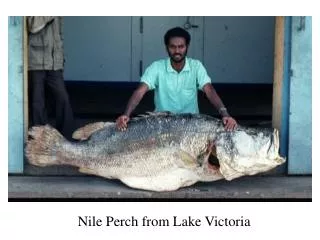 Nile Perch from Lake Victoria