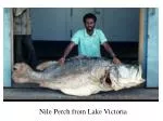 Nile Perch from Lake Victoria - slide 1