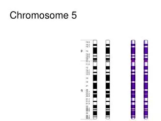 chromosome 5