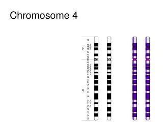 chromosome 4