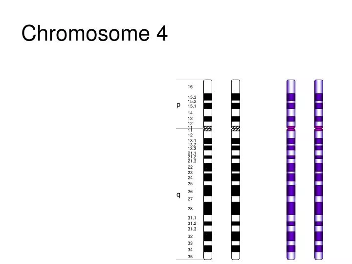 chromosome 4