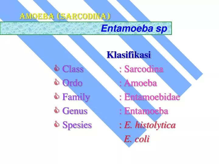 amoeba sarcodina