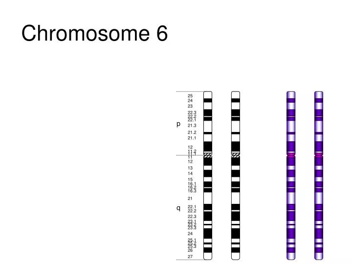 chromosome 6