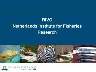 rivo netherlands institute for fisheries research