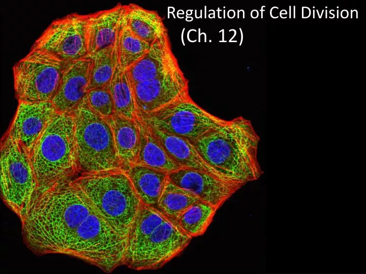 regulation of cell division ch 12