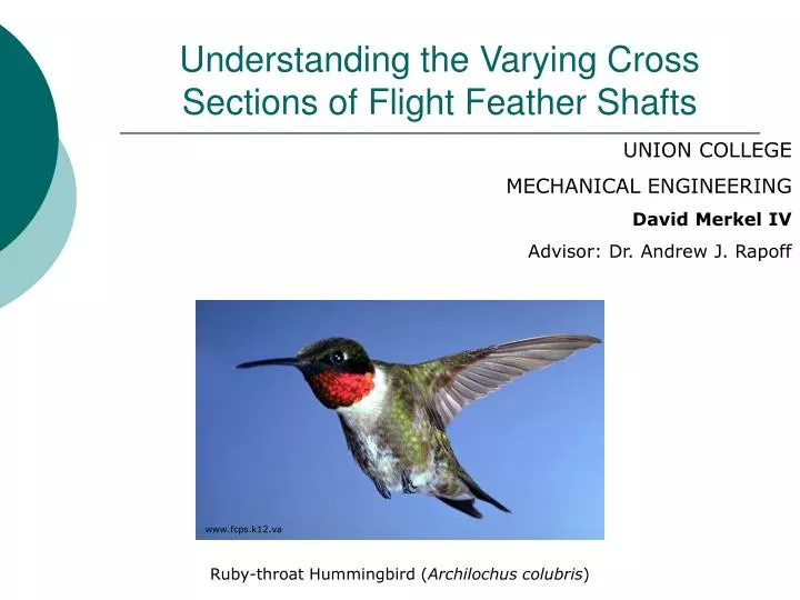 understanding the varying cross sections of flight feather shafts