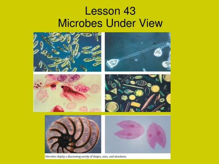 lesson 43 microbes under view