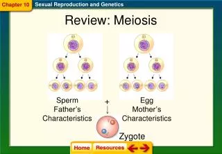 Review: Meiosis
