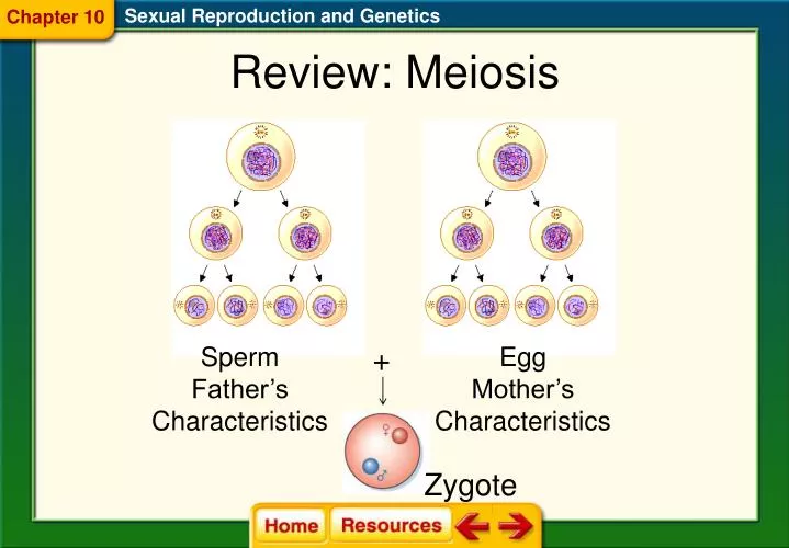 review meiosis