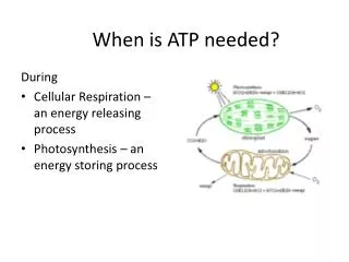 When is ATP needed?
