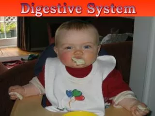 Digestive System