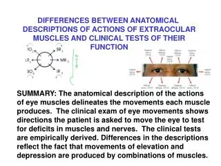 DIFFERENCES BETWEEN ANATOMICAL DESCRIPTIONS OF ACTIONS OF EXTRAOCULAR