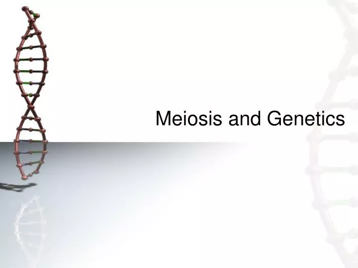 meiosis and genetics