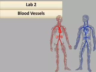 Artery and Vein