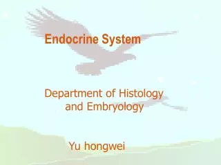 Endocrine System Department of Histology and Embryology Yu hongwei