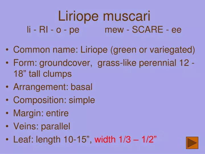 liriope muscari li ri o pe mew scare ee