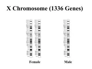 X Chromosome (1336 Genes)