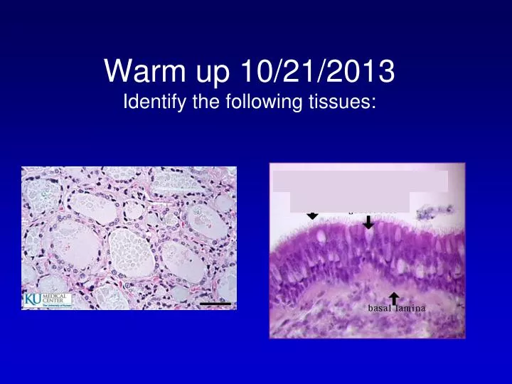 warm up 10 21 2013 identify the following tissues