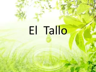 el tallo