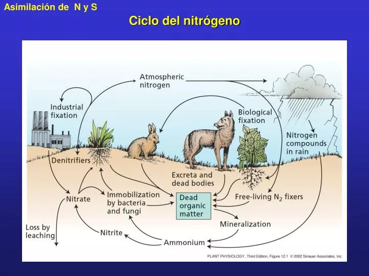 ciclo del nitr geno