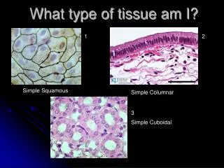 PPT - What is Cord Tissue PowerPoint Presentation, free download - ID ...