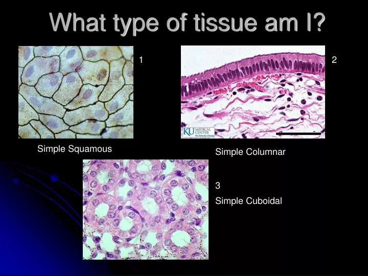 what type of tissue am i