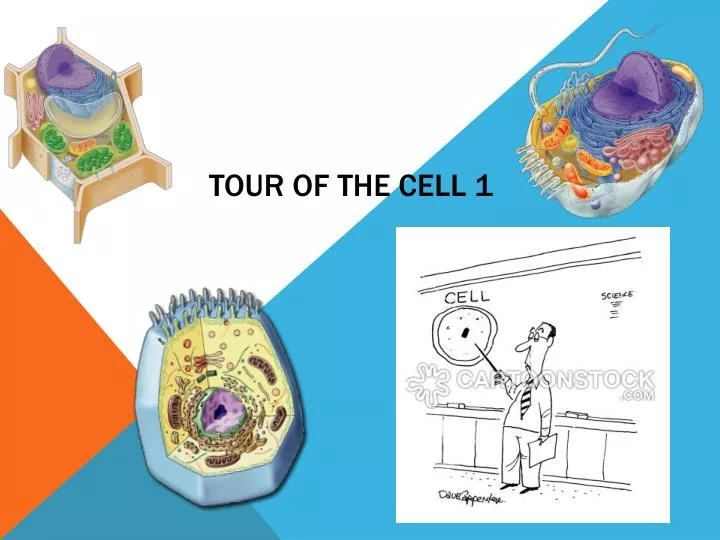 tour of the cell 1