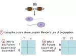 1. Using the picture above, explain Mendel’s Law of Segregation. - slide 1