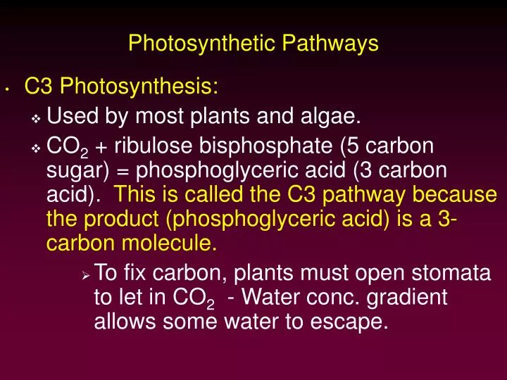 photosynthetic pathways