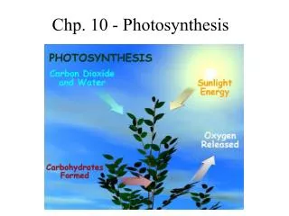 Chp. 10 - Photosynthesis