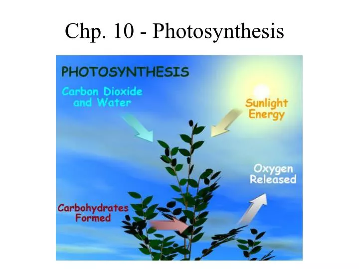 chp 10 photosynthesis