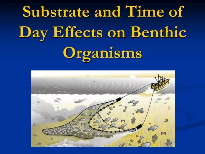 substrate and time of day effects on benthic organisms