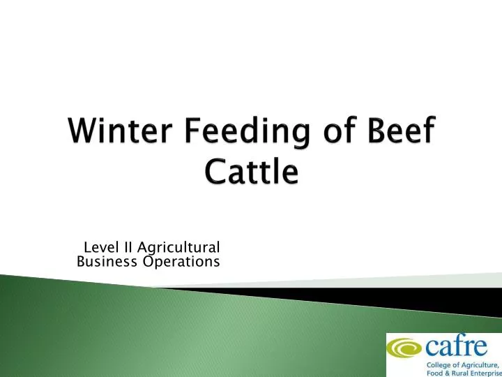 winter feeding of beef cattle
