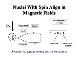 Nuclei With Spin Align in Magnetic Fields