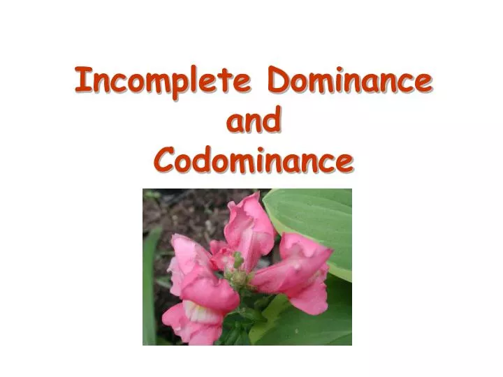 incomplete dominance and codominance