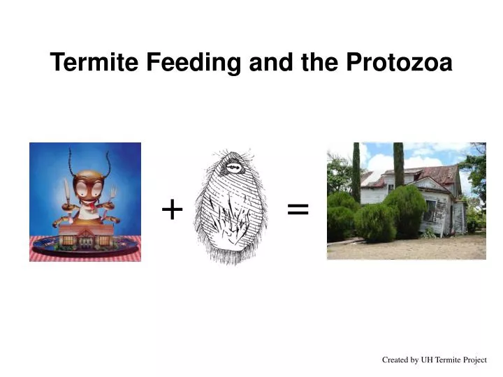 termite feeding and the protozoa