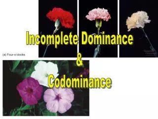 Incomplete Dominance &amp; Codominance