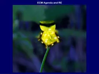 ECM Agenda and RE