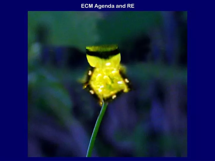 ecm agenda and re