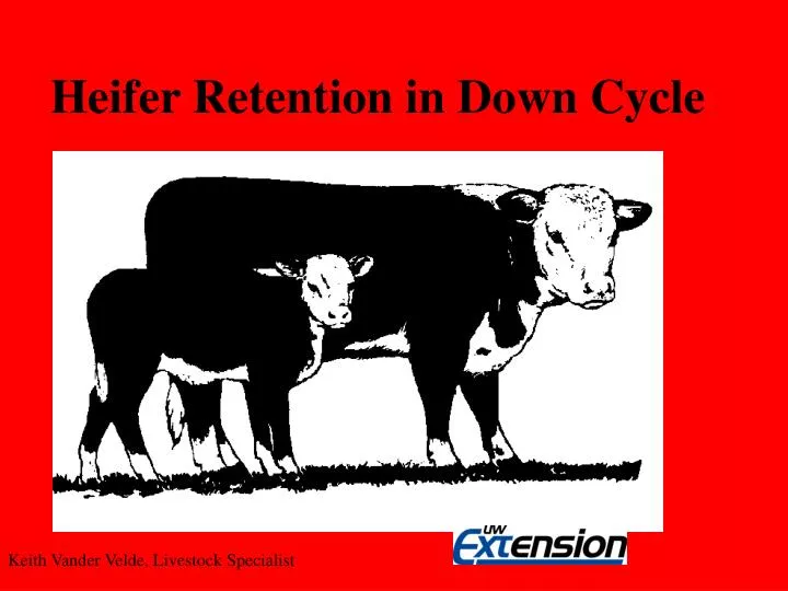 heifer retention in down cycle
