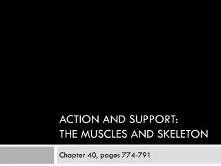 Action and support: the muscles and skeleton