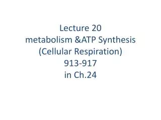 Lecture 20 metabolism &amp;ATP Synthesis (Cellular Respiration) 913-917 in Ch.24