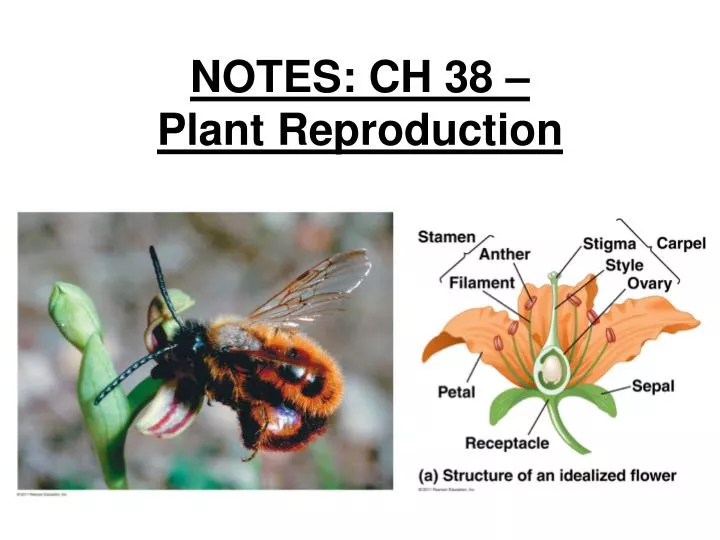 notes ch 38 plant reproduction