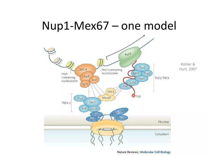 nup1 mex67 one model