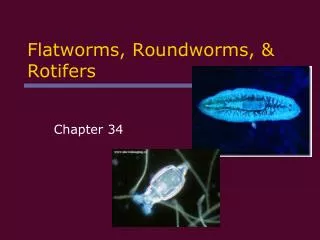Flatworms, Roundworms, &amp; Rotifers