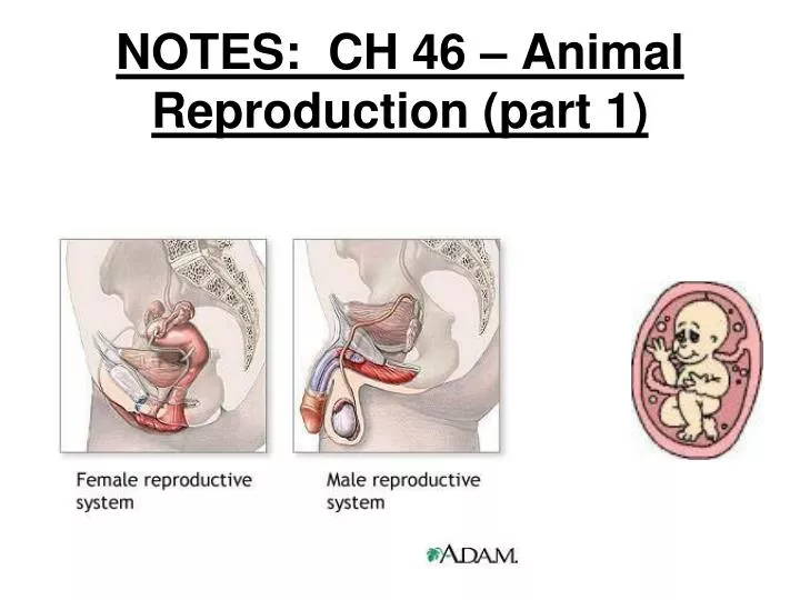 notes ch 46 animal reproduction part 1
